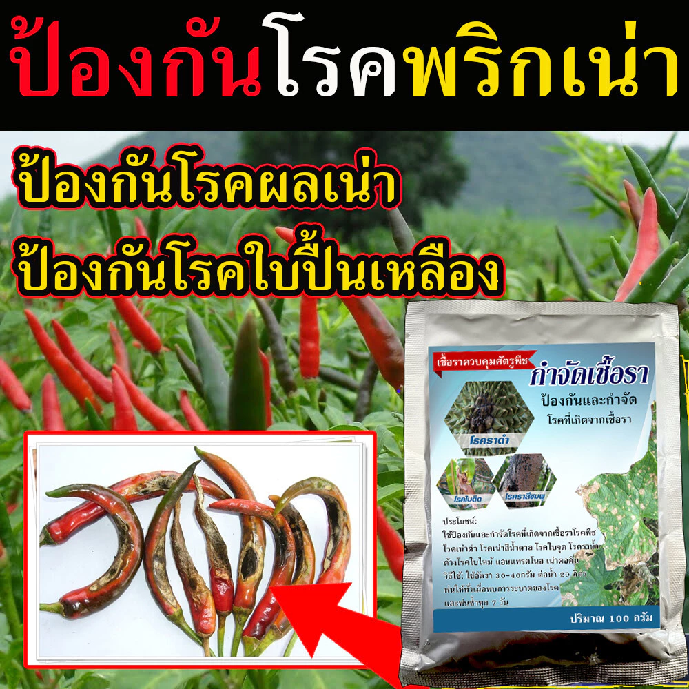 ยาป้องกันโรคพืช ใช้ควบคุมโรคเน่า โรคราน้ำค้าง โรคกุ้งแห้ง ยาแก้พริกใบหงิก ยาฉีดพริกเน่ายาเชื้อราพริก ยาเชื้อราในพริก