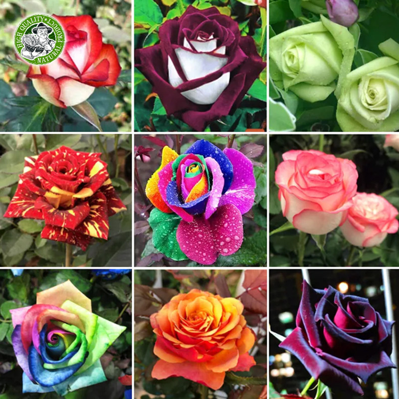 🌱ของแท้ 100% กุหลาบหลากสี เมล็ดดอกไม้ Rainbow Rose Seeds Colorful Rose Flower Seeds Fragrant Flowering Plants Seeds - รูปที่ 2