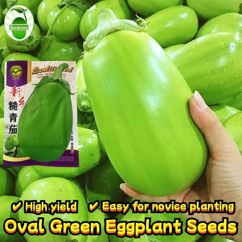 เมล็ดพันธุ์ มะเขือ ยักษ์ (250เมล็ด/ซอง) High Yield Big Green Eggplant Seeds Round Eggplant Plants Se