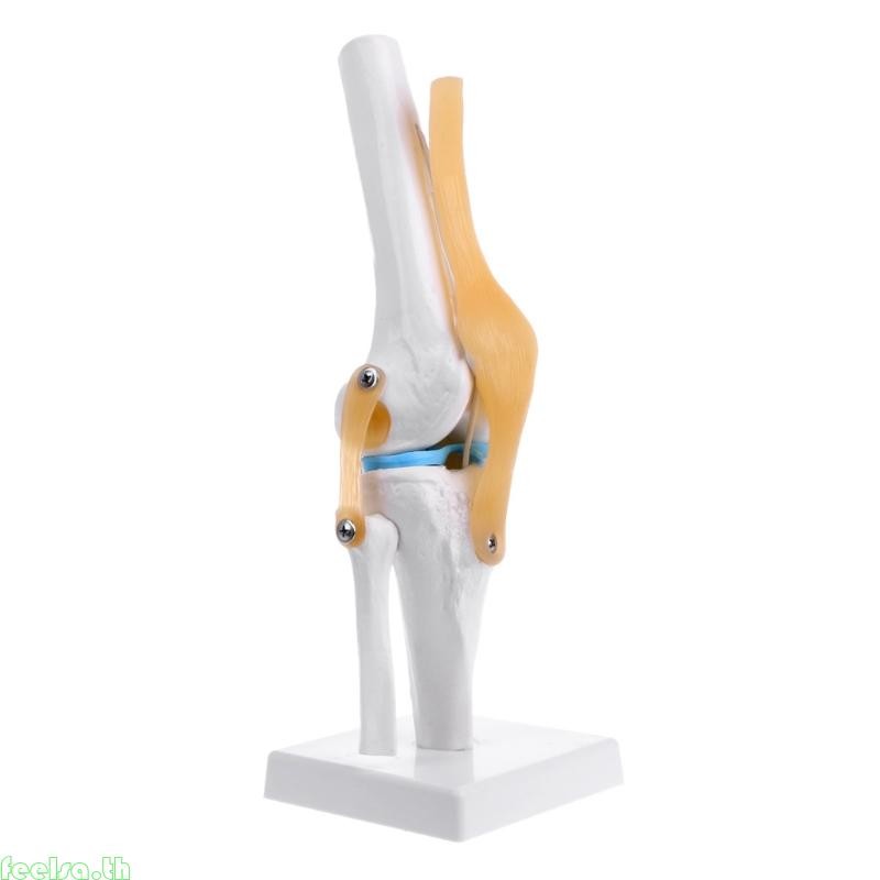 Feela Human Anatomical Knee Joint ยืดหยุ่นโครงกระดูกรุ่น Medical Learning Aid Anatomy