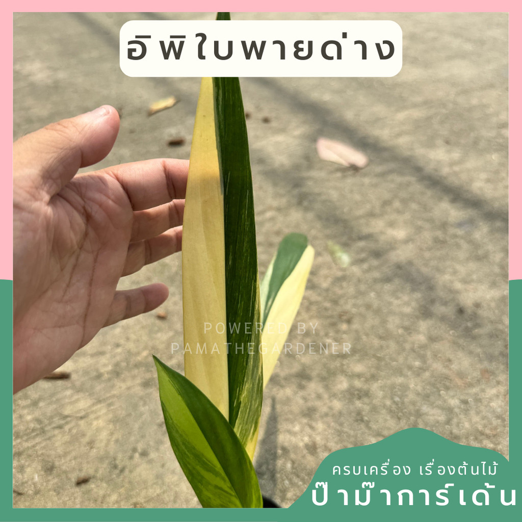 อิพิใบพายด่าง ขนาด 5 นิ้ว Epipremnum Amplissimum Aurea variegatum รากเดินดี ไม้แข็งแรงมาก ใบพายด่าง อิพิเพรมนั่มใบพาย