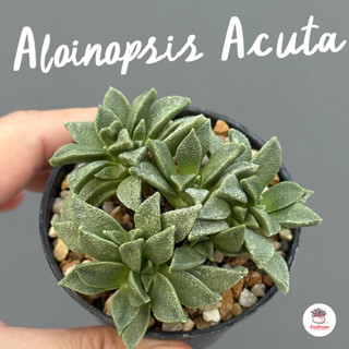 Aloinopsis Acuta #กระถาง2.5นิ้ว ไม้อวบน้ำ กุหลาบหิน Cactus&S…