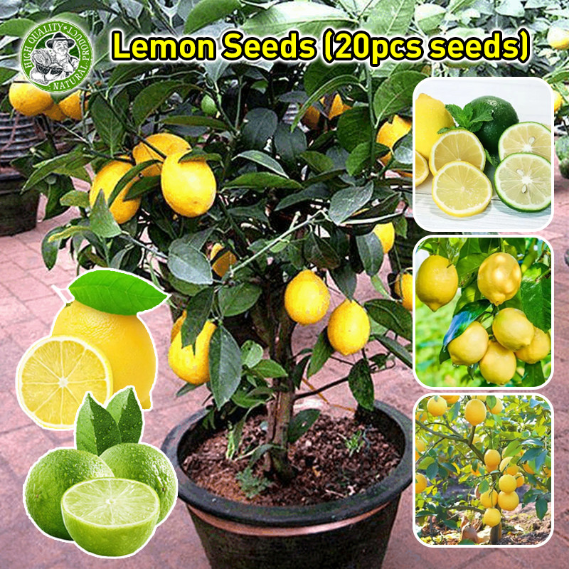 เลม่อน เมล็ดพันธุ์ผลไม้ Edible Dwarf Lemon Seeds Lemon Fruit Seeds Lemon Tree Seeds ต้นมะนาวเลม่อน เมล็ดพันธุ์ ต้นมะนาว