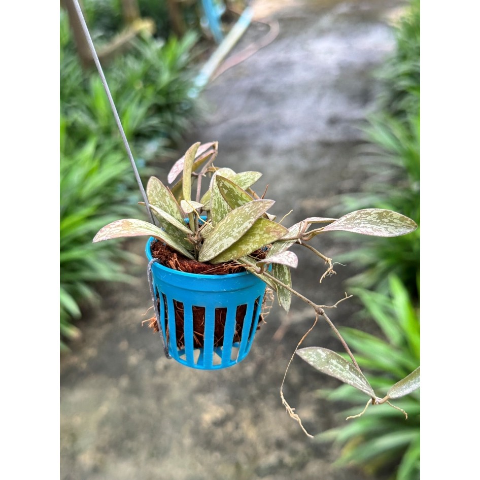 มุมมอง 4