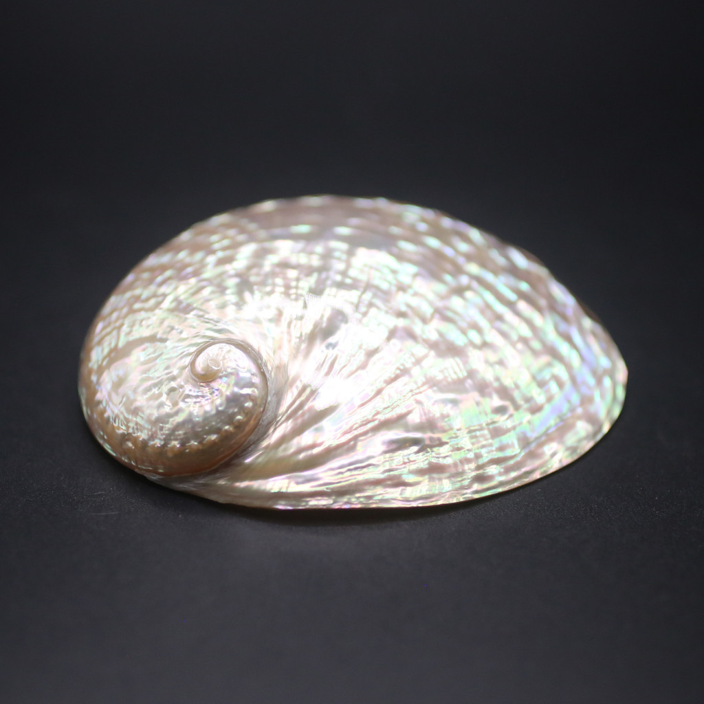 Tiger Abalone Shell - BATLOVENATURAL - เปลือกหอยทากตกแต่งหลายขนาด - เปลือกหอยทากที่สวยงาม - รูปที่ 5