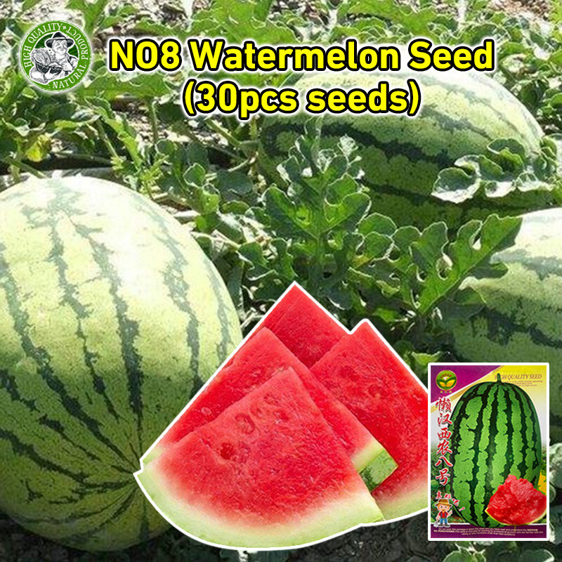ปลูกง่าย/COD🌱เมล็ดแตงโมยักษ์ No.8 Giant Watermelon Seed Fruit Seeds เมล็ดพันธุ์แตงโมยักษ์ เนื้อสีแดง หวานสุดๆ 30เมล็ด