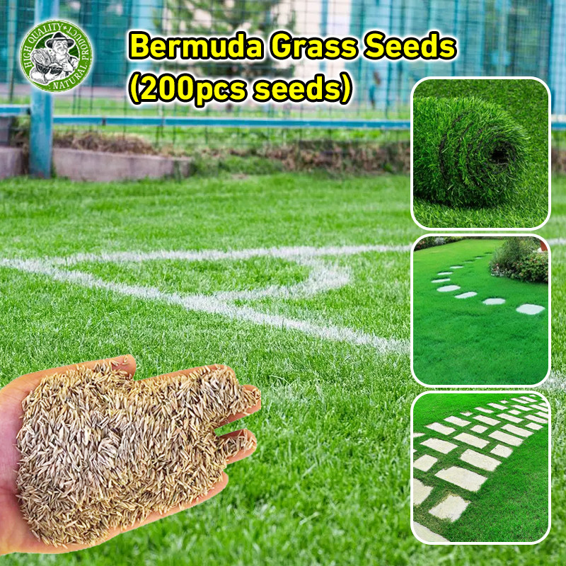 🌱เมล็ด หญ้าเบอร์มิวด้า ปลูกได้ทั้งปี เมล็ดพันธุ์ เมล็ดหญ้า Bermuda Grass Seeds Lawn Grass Seed เมล็ดพันธุ์ เมล็ดหญ้า