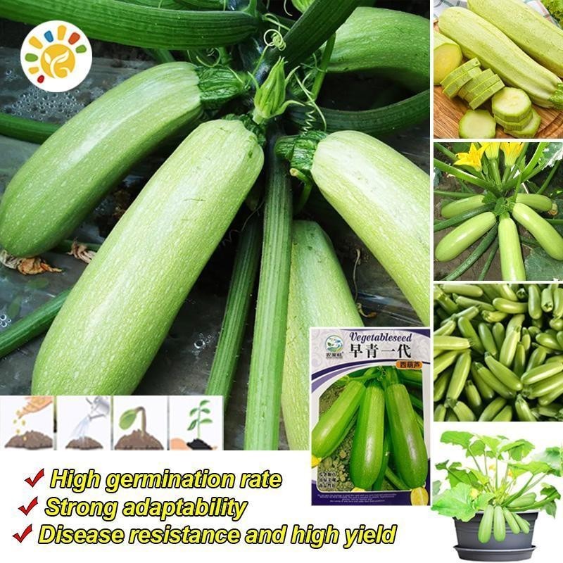 เมล็ดพันธุ์ ซูกินี ประมาณ Zucchini Squash Seeds Bottle Gourd Vegetable Seeds เมล็ดซูกินี เมล็ดน้ำเต้