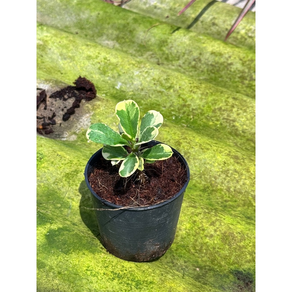 มุมมอง 3