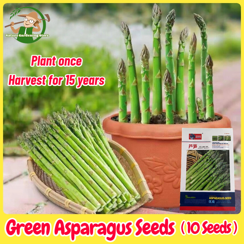 เมล็ดพันธุ์ หน่อไม้ฝรั่ง บรรจุ 10เมล็ด Green Asparagus Seed Organic Vegetable Seeds for Planting