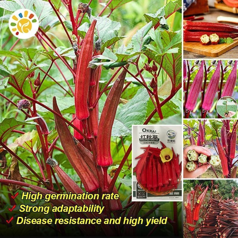 เมล็ดพันธุ์ กระเจี๊ยบมอญ สีแดง Red Okra Seed - งอกง่าย 50เมล็ด/ซอง Red Burgundy Okra Seed Vegetables