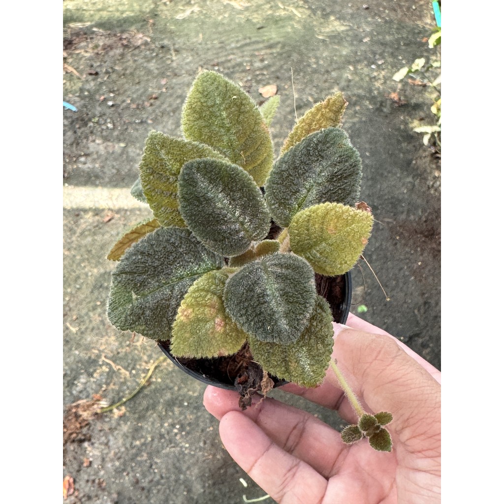 มุมมอง 2