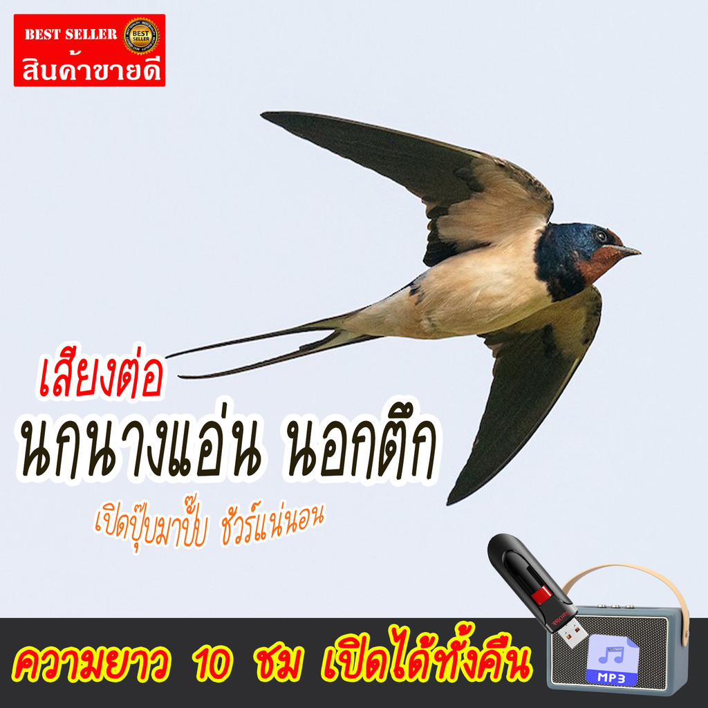 เสียงต่อ นกนางแอ่น นอกตึก แฟลชไดร์ฟ USB เสียงดังฟังชัด เสียงนกแท้ เปิดปุ๊บมาปั๊บ เสียงดังฟังชัด100%