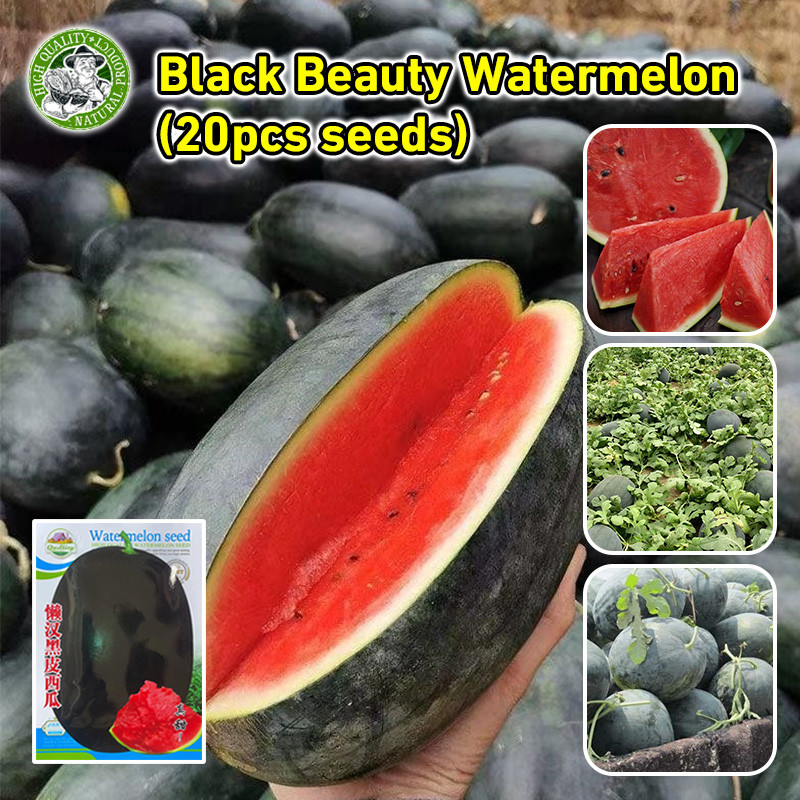 [ปลูกง่าย/COD] 🌱 เมล็ดพันธุ์ แตงโมดำ - Giant Black Beauty Watermelon Seeds Fruit Seeds แตงโมยักษ์ แตงโมเมญ่า เมล็ดแตงโม