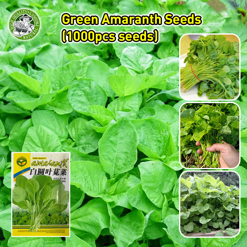 ปลูกง่าย/COD Green Amaranth Seeds งอกง่าย Local Green Spinach Seeds Green Leaves Vegetable Seeds Veg