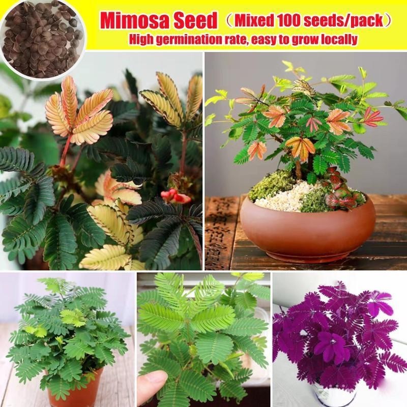 100 เมล็ด/ซอง งอกง่าย เมล็ดพันธุ์ Mimosa Seeds for Planting Rare Mimosa Plants Seeds Pachira Dwarf M