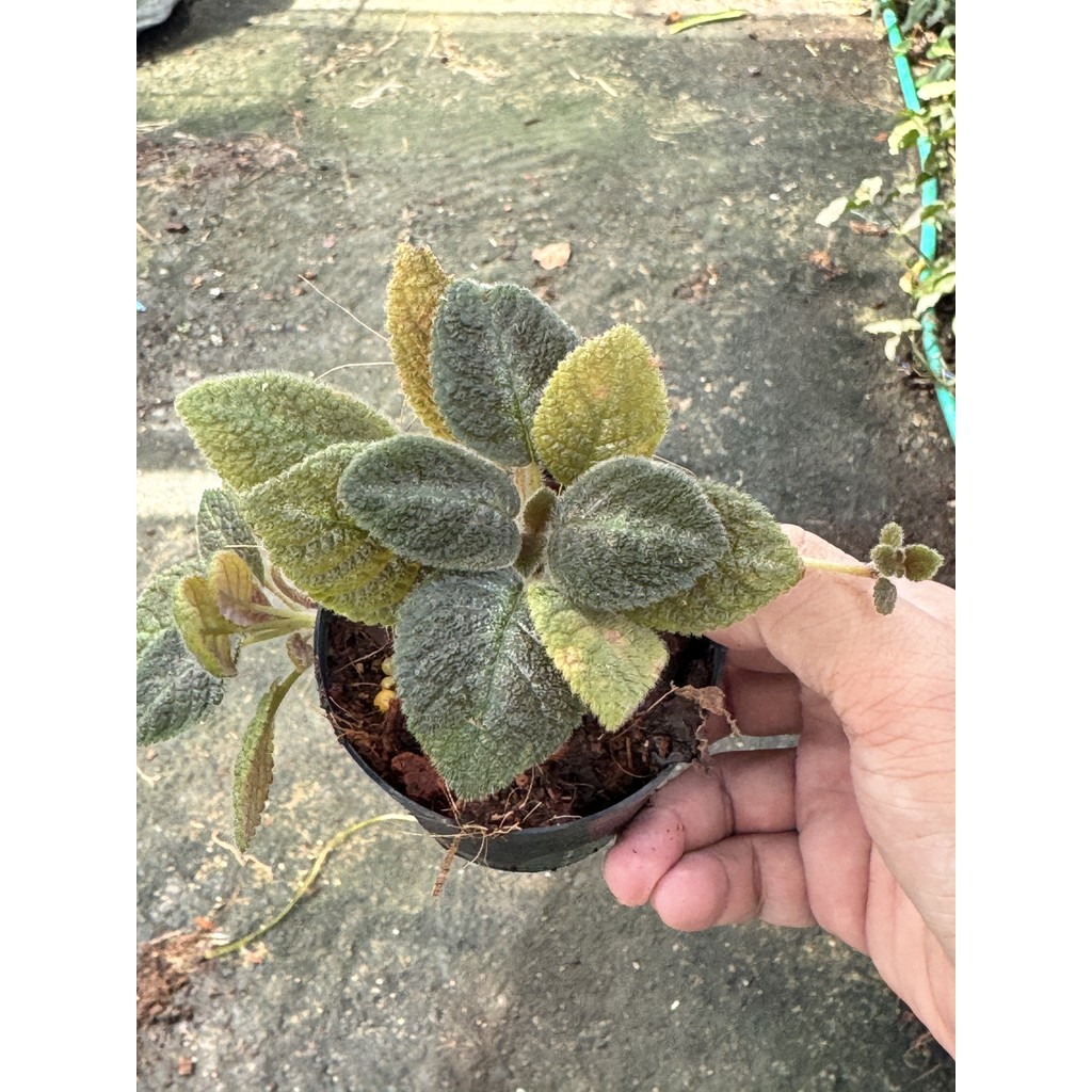 มุมมอง 4