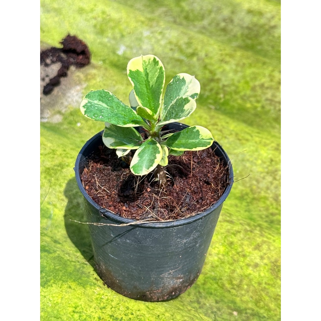 มุมมอง 4