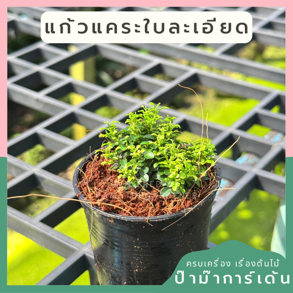 แก้วแคระใบละเอียด ขนาด 3 นิ้ว