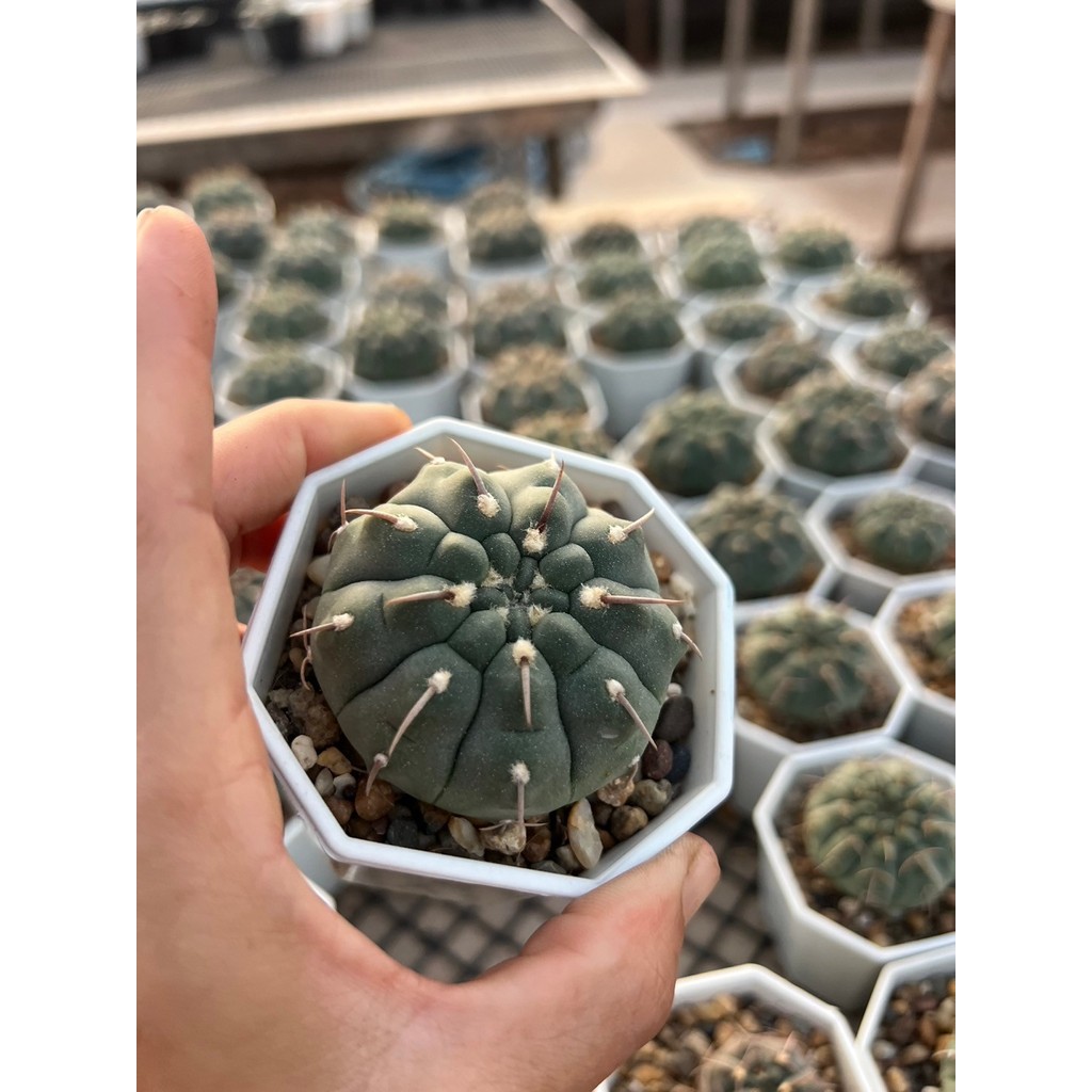 ยิมโน วาตารี หนามเดี่ยว สวยมาก แคคตัส กระบองเพชร