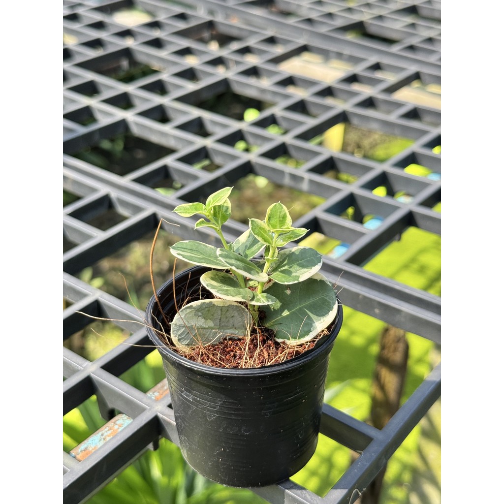 มุมมอง 3