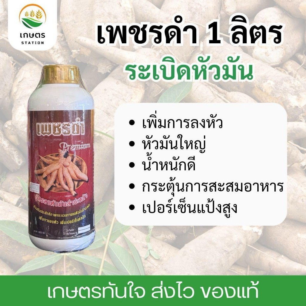 เพชรดำระเบิดหัวมัน สูตรลงหัว หัวมันใหญ่ น้ำหนักดี เพิ่มเปอร์เซ็นแป้ง 1 ลิตร