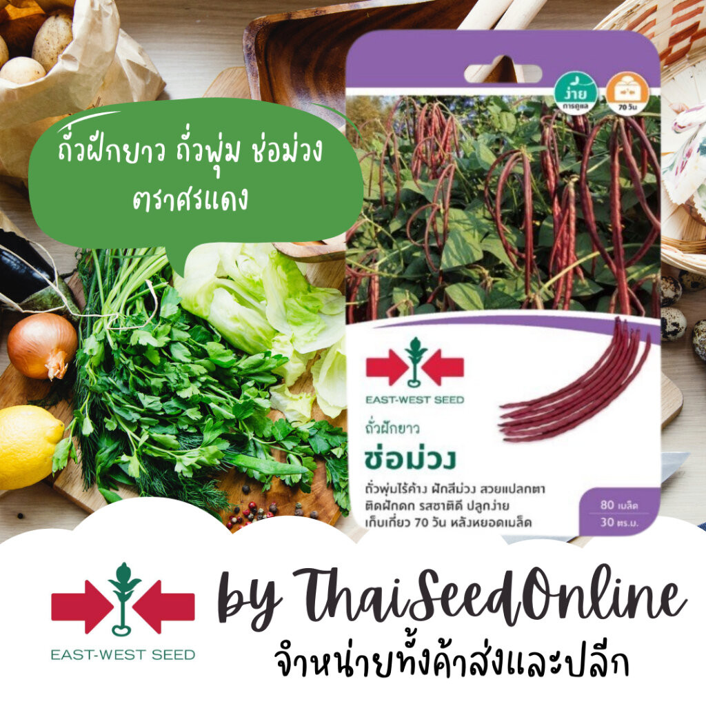 Sorndang(ศรแดง) GGEW ถั่วพุ่ม ถั่วไร้ค้าง ช่อม่วง ตราศรแดง Purple Cowpea