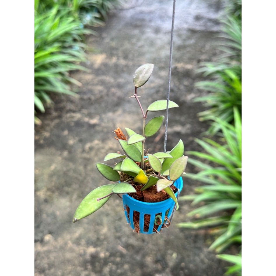 มุมมอง 5