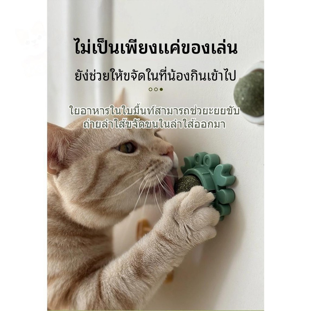 ลูกบอลมื้นท์ทรงกลมติดกำแพงสำหรับน้องแมว รักษาสูขภาพช่องปาก catmip ball wall sucker cat toys PetyPet P34 - รูปที่ 4