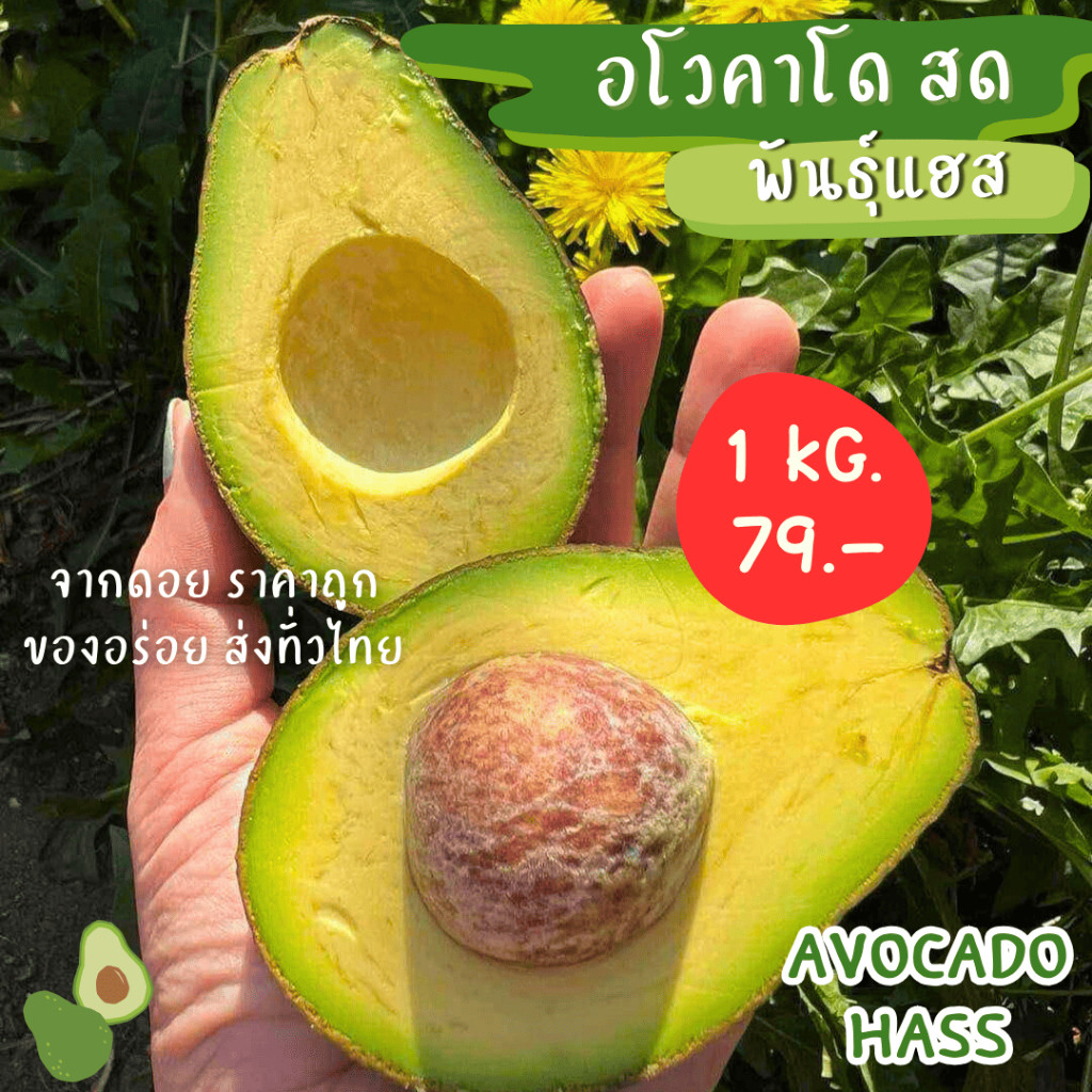 1kg แฮส ราชาอโวคาโด 🥑 อร่อย เหนียว มัน อะโวคาโด ⚡ เก็บใหม่จากสวน ราคากันเอง ทำเมนูอะไรอร่อย เหนียว มัน พร้อมส่ง