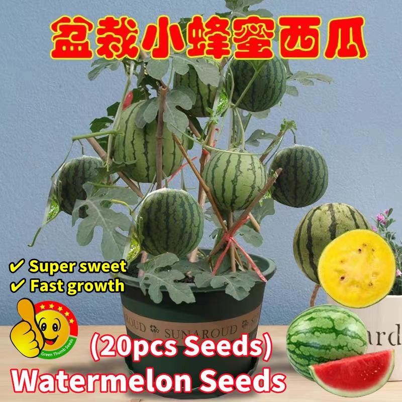 ปลูกได้ทั้งปีเมล็ดแตงโมเหลือง 20เมล็ด/ซอง งอกง่าย Bonsai Watermelon Seeds ทานได้ เมล็ดบอนสี Yellow Watermelon Fruit Seed