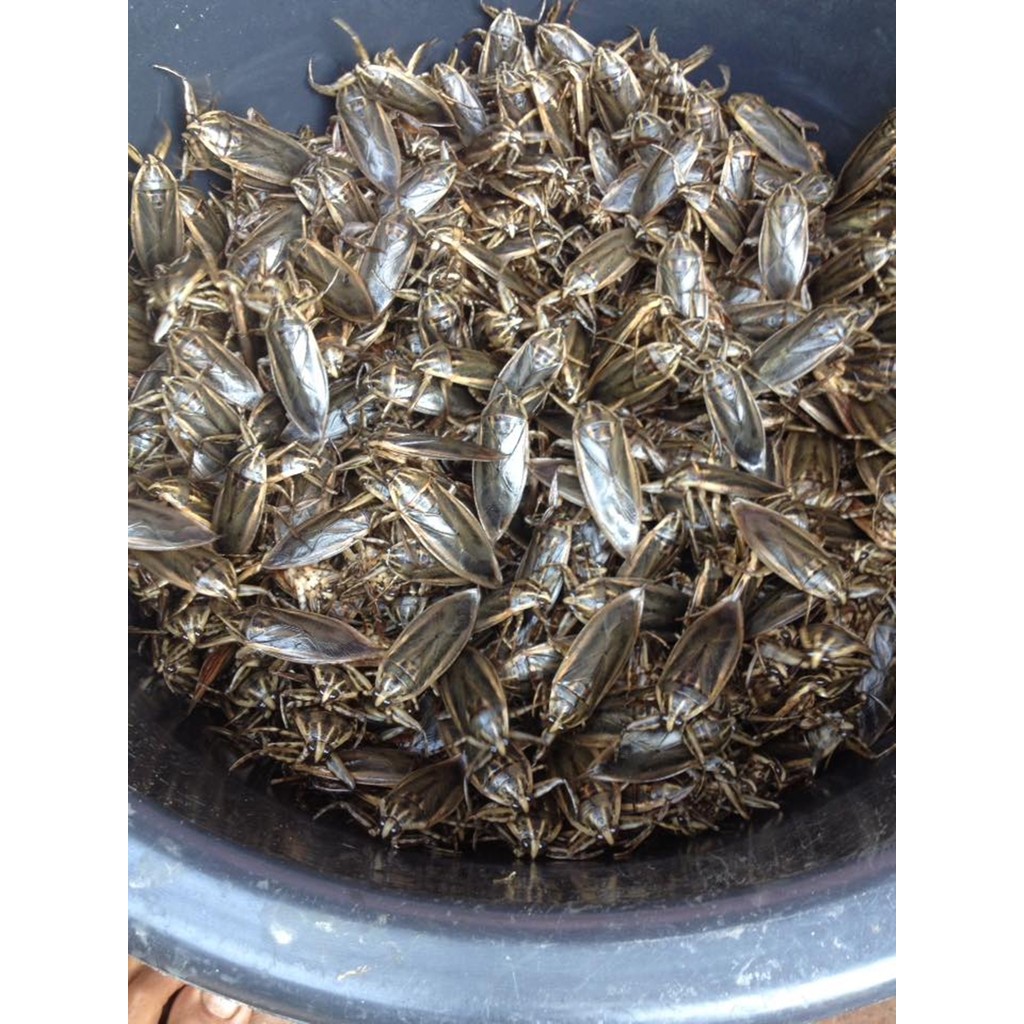 เสียงแมงดานา เสียงต่อแมงดา ยาว10ชม. แฟลชไดร์ฟ USB mp3 เสียงดังฟังชัด เปิดปุ๊บมาปั๊บ เสียงดังฟังชัด100% ได้วันละหลายโล - รูปที่ 4