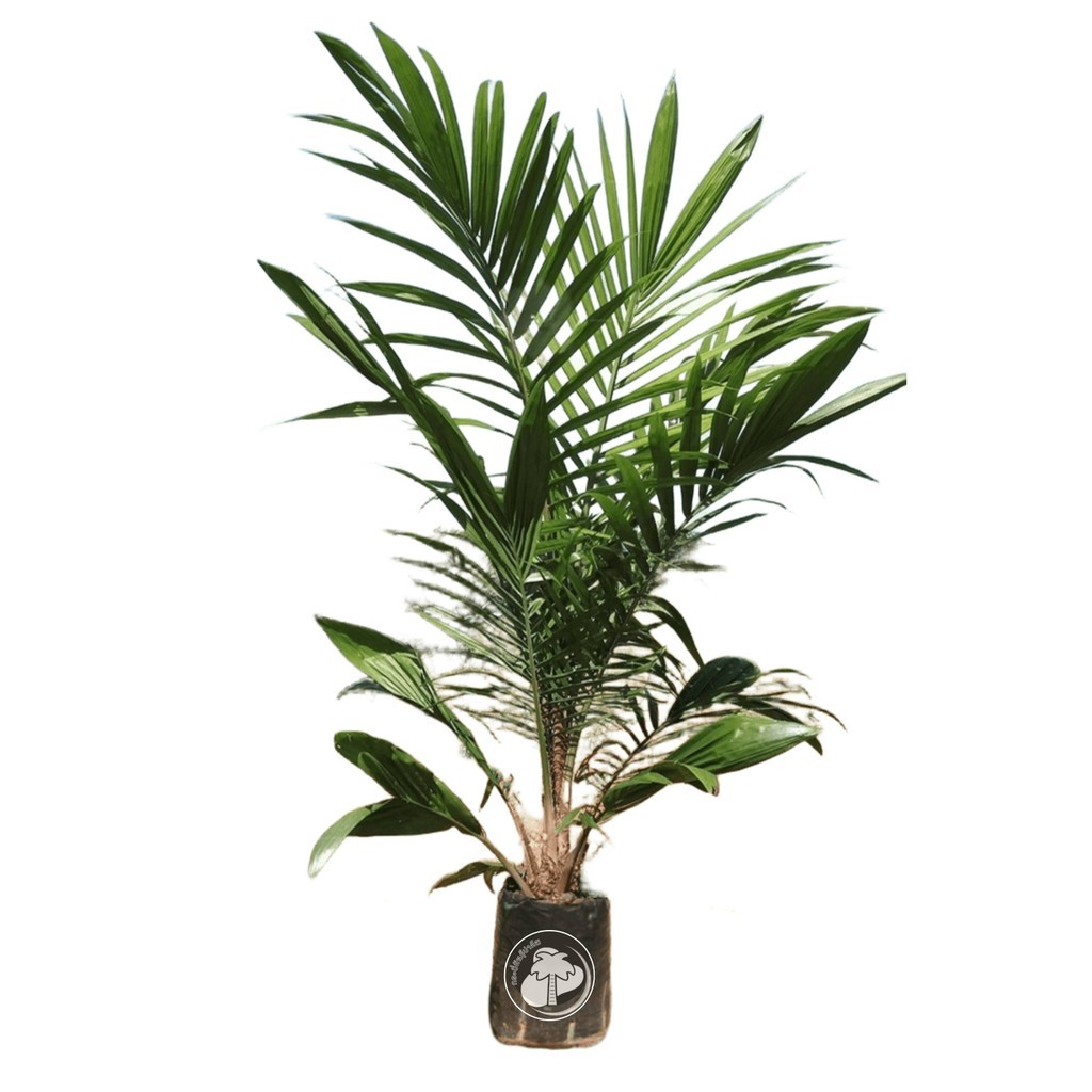 ปาล์ม - ยังกัมบิML161 แท้100%,⭐⭐⭐⭐⭐ โทร 080 9738042