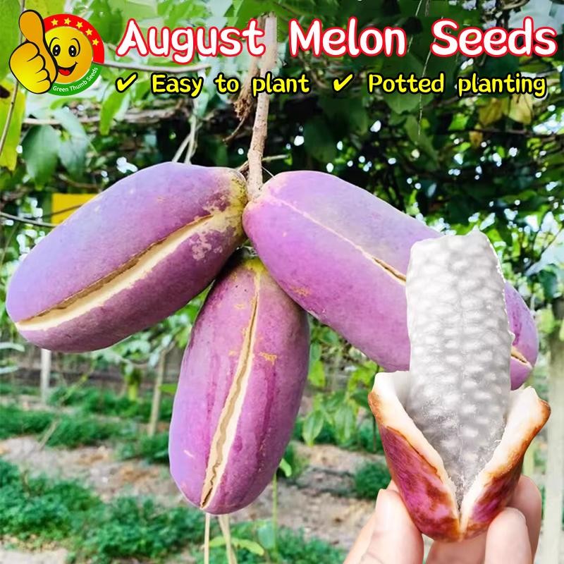 ปลูกง่าย เมล็ดพันธุ์ 50เมล็ด/ซอง Sweet August Melon Seeds Bonsai Seeds August Melon Fruit Seed for Gardening เมล็ดมะละกอ