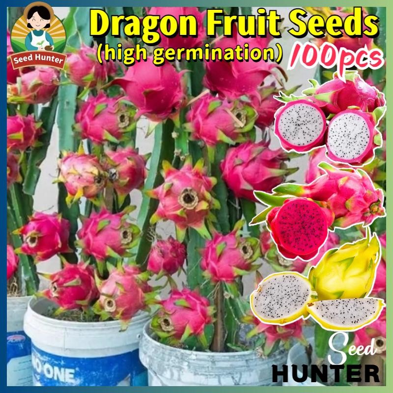 เมล็ดพันธุ์ พิทยา แก้วมังกร เมล็ดแก้วมังกร Mixed Color Dragon Fruit Seeds Pitaya Plant 100เมล็ด/แพ็ค ปลูกง่าย ผลผลิตสูง