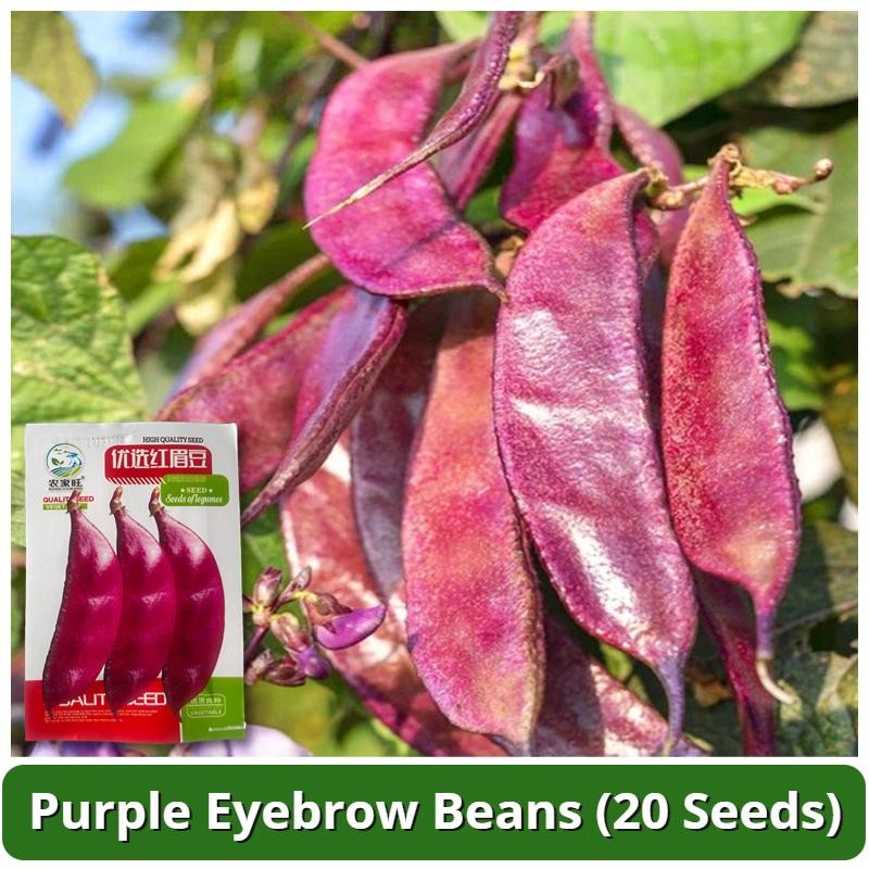 เมล็ดพันธุ์ถั่วแปบหูข้าง 20เมล็ด/แพ็ค Purple Red Eyebrow Beans Seed Lentils Vegetable Seeds พันธุ์ผั