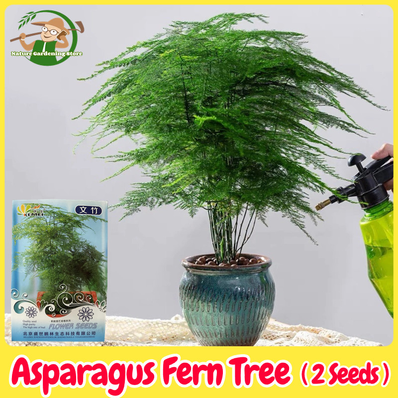 เมล็ดพันธุ์ หน่อไม้ฝรั่งเฟิร์นต้น บรรจุ 2 เมล็ด Asparagus Fern Tree Plant Seeds for Planting