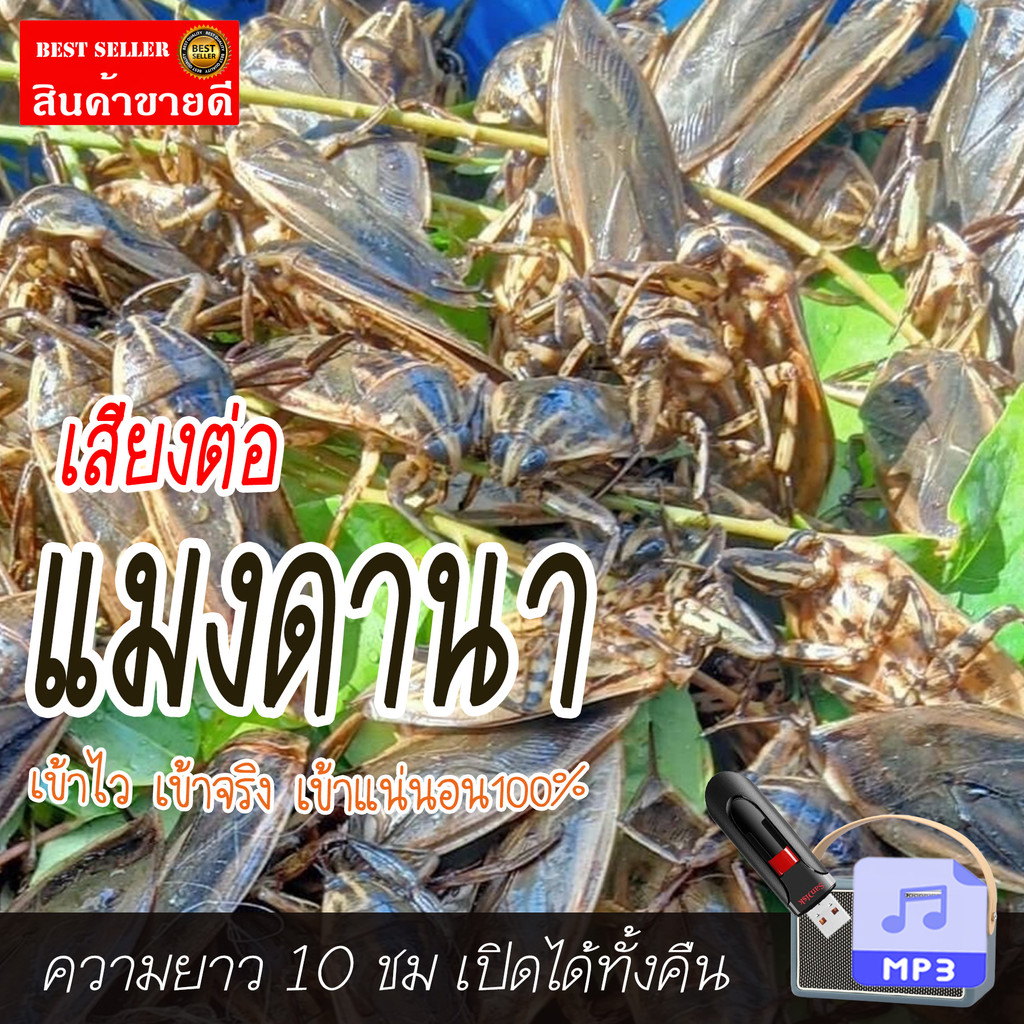 เสียงแมงดานา เสียงต่อแมงดา ยาว10ชม. แฟลชไดร์ฟ USB mp3 เสียงดังฟังชัด เปิดปุ๊บมาปั๊บ เสียงดังฟังชัด100% ได้วันละหลายโล