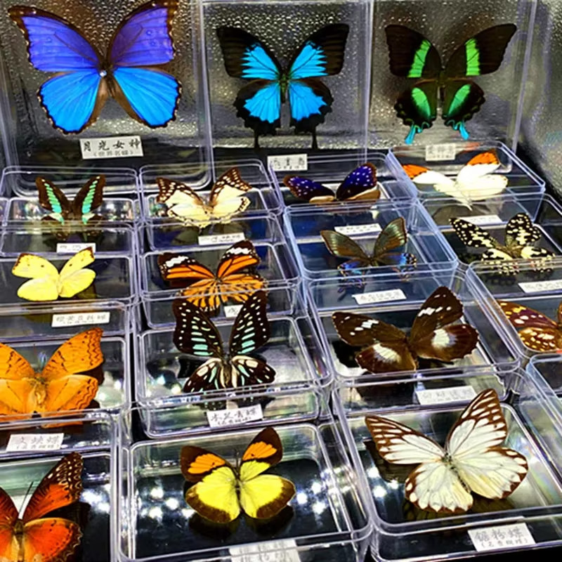 Real Butterfly Specimen Transparent Display Box Birthday Gift Insect Student Teaching Props 4NER