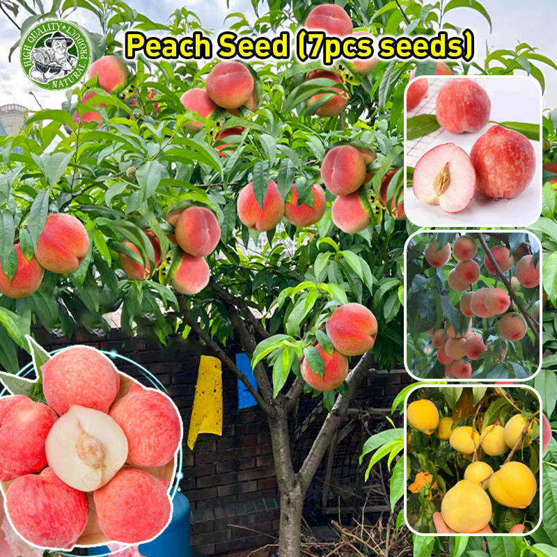 ปลูกง่าย เม็ดพันธุ์ลูกพีช เมล็ดพีช Sweet Peach Tree Seed Fruit Seed บอนไซ ต้นไม้ เมล็ดผลไม้ พันธุ์ผลไม้ เมล็ดพันธุ์ผลไม้