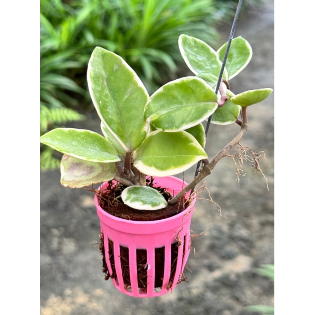 มุมมอง 3