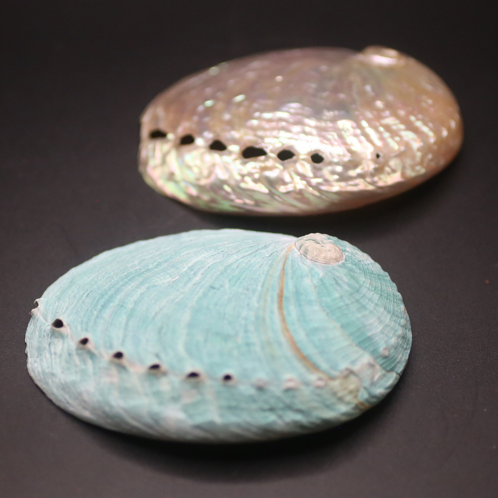 Tiger Abalone Shell - BATLOVENATURAL - เปลือกหอยทากตกแต่งหลายขนาด - เปลือกหอยทากที่สวยงาม - รูปที่ 2