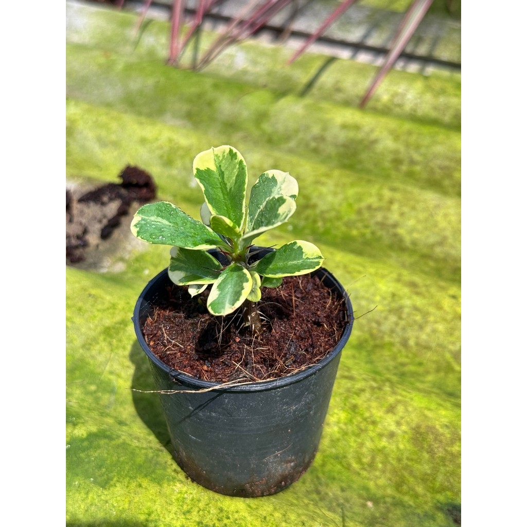 มุมมอง 6