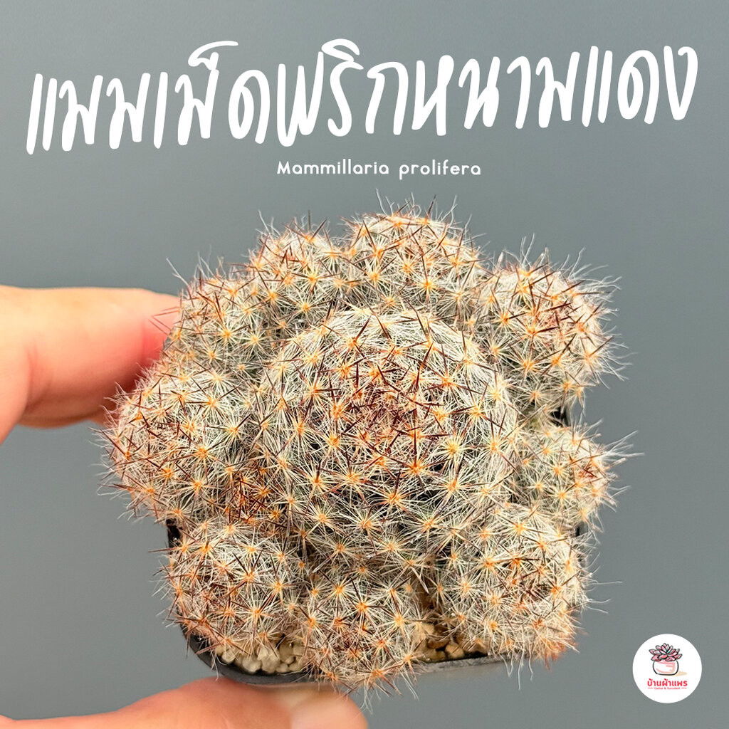 แมมเม็ดพริกหนามแดง Mammillaria prolifera แคคตัส กระบองเพชร cactus&succulent