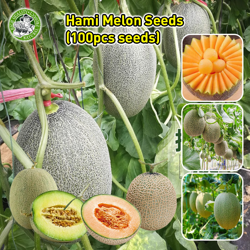 🌱สินค้าดี มีคุณภาพ เมล็ดพันธุ์ เมล่อน หวานกรอบ Sweet Hami Melon Seeds Hami Melon Fruit Seeds Fruit Plants Seeds งอกง่าย
