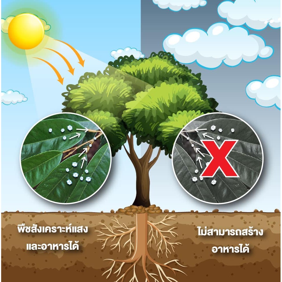 (ยกกระสอบ25kg) ปุ๋ย น้ำตาลทางด่วน น้ำตาลทางด่วนช่วยลดปัญหาการหลุดร่วงของผล เพิ่มพลังาน #น้ำตาลทางด่วน #ดวงตะวันเพชร - รูปที่ 6