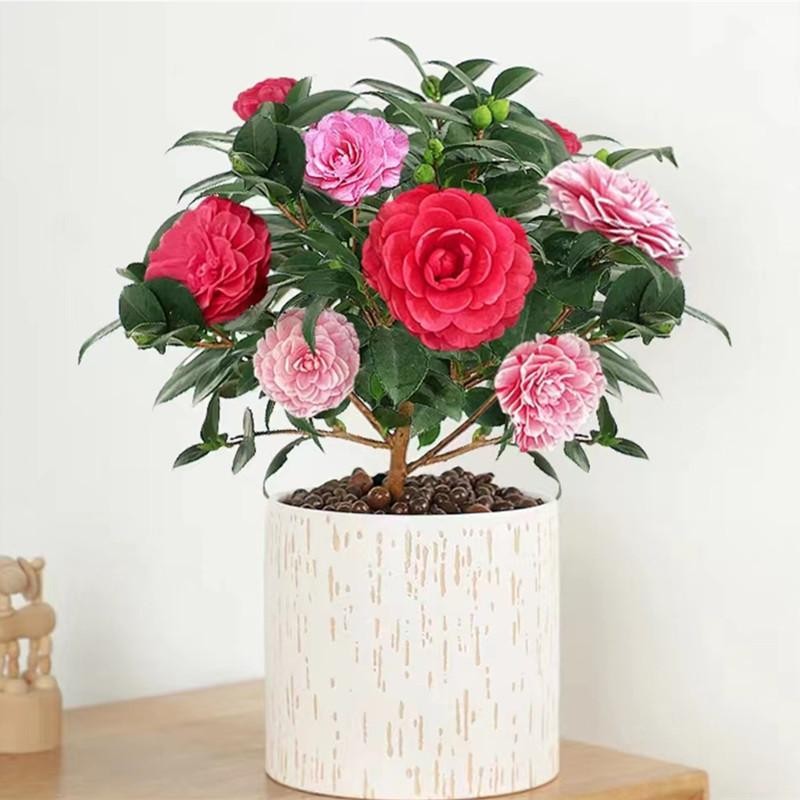 10 เมล็ด คามิเลีย เมล็ดพันธุ์ Bonsai Camellia Flower Seeds Camellia Plant Seeds ดอกไม้ เมล็ดพันธุ์ เมล็ดดอกไม้ ไม้ประดับ - รูปที่ 4