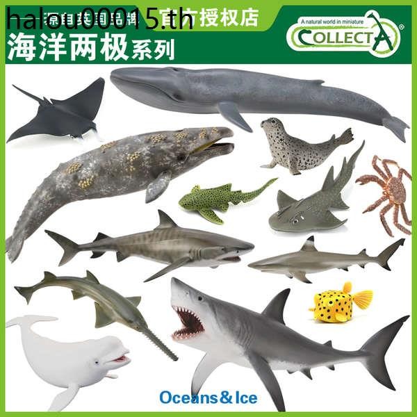British CollectA Me You He จําลองสัตว์ทะเลโมเดลของเล่น Shark Whale North-South Cognitive Collection