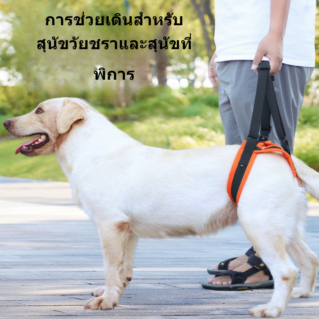 อุปกรณ์ช่วยเดินสุนัข แบบสายพยุงขาหลัง ปรับระดับได้ สำหรับสุนัขพิการ-หลังผ่าตัด ใช้งานง่ายสุนัขสูงวัย