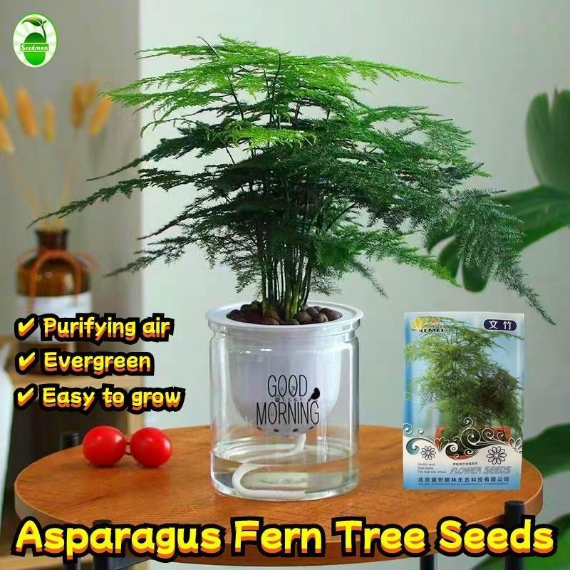 เมล็ดพันธุ์ หน่อไม้ฝรั่งเฟิร์นต้น (2เมล็ด/ซอง) Asparagus Fern Tree Seeds Asparagus Fern Plants Seeds